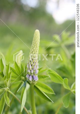 A selective focus shot of a lupine bud on a green background. 122548106