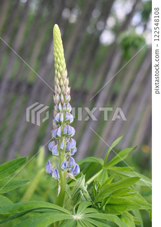 A selective focus shot of a lupine bud on a green background. A selective focus shot of a lupine bud on a green background. 122548108