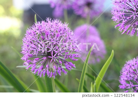 Purple lilac hats of flowering garden onions, flowering of green plants Purple lilac hats of flowering garden onions, flowering of green plants 122548134