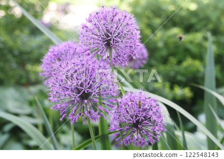 Purple lilac hats of flowering garden onions, flowering of green plants of green onions, Purple lilac hats of flowering garden onions, flowering of green plants of green onions, 122548143