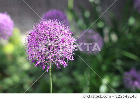 Purple lilac hats of flowering garden onions, flowering of green plants of green onions, 122548146