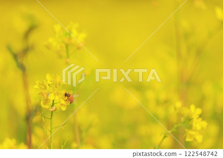 Bees collecting nectar in a rape field 122548742
