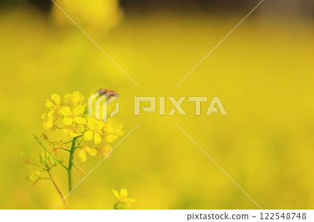 Bees collecting nectar in a rape field Bees collecting nectar in a rape field 122548748