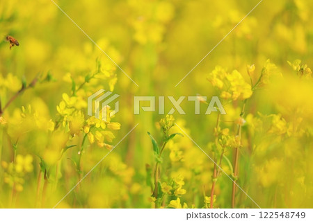 蜜蜂在油菜田中採集花蜜 蜜蜂在油菜田中採集花蜜 122548749