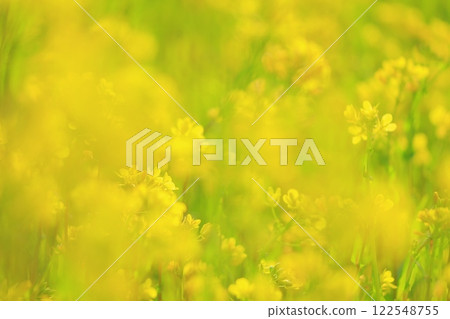 Bees collecting nectar in a rape field Bees collecting nectar in a rape field 122548755