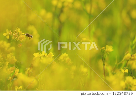Bees collecting nectar in a rape field Bees collecting nectar in a rape field 122548759
