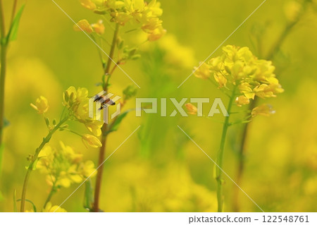Bees collecting nectar in a rape field 122548761