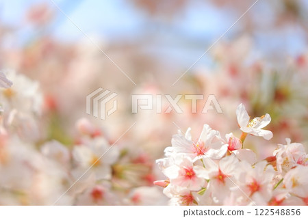 Cherry blossoms in full bloom shining in the blue sky 122548856
