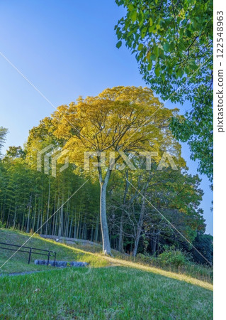 The best time to see yellow leaves against a blue sky The best time to see yellow leaves against a blue sky 122548963