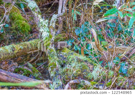 一隻鷦鷯躲起來尋找食物 122548965