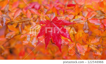 The bright red leaves of maple trees are moistened with the previous day's rain. The bright red leaves of maple trees are moistened with the previous day's rain. 122548966