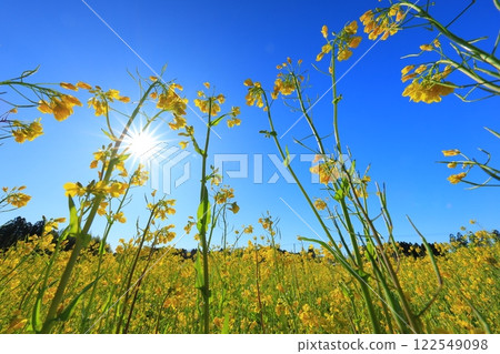 Rape blossoms blooming toward the blue sky Rape blossoms blooming toward the blue sky 122549098