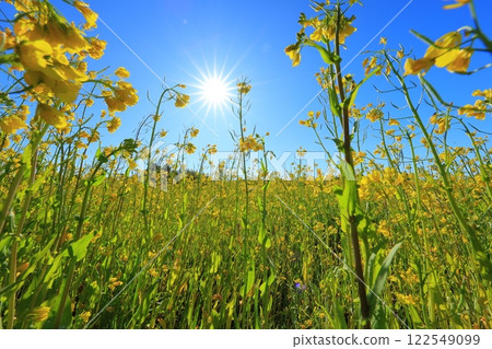 Rape blossoms blooming toward the blue sky 122549099