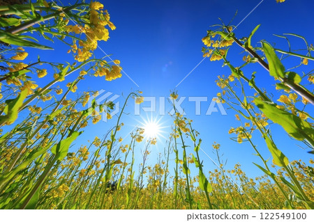 Rape blossoms blooming toward the blue sky 122549100