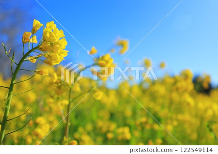 油菜花開向藍天 122549114