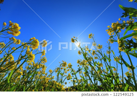 Rape blossoms blooming toward the blue sky 122549125