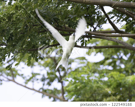 White Tern in Flight White Tern in Flight 122549188