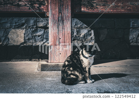Stray cat under the eaves Stray cat under the eaves 122549412