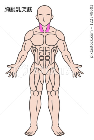 胸鎖乳突肌,人體肌肉圖 胸鎖乳突肌,人體肌肉圖 122549603