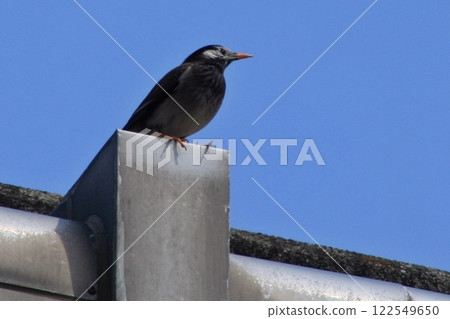 一隻看起來像八哥的鳥(2023年3月30日)即使大型卡車經過新上部大橋也一動也不動 一隻看起來像八哥的鳥(2023年3月30日)即使大型卡車經過新上部大橋也一動也不動 122549650