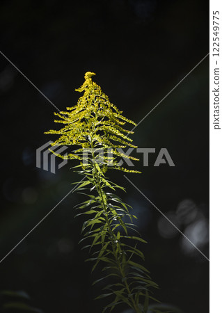 燈光照亮的紫羅蘭 122549775