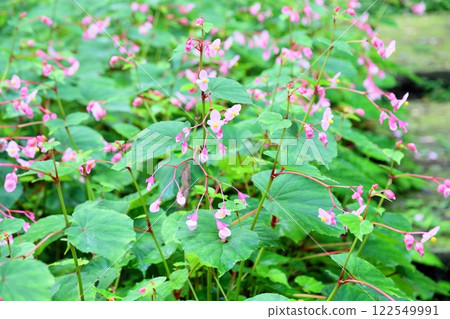 Flower of Shiu-kaido 122549991