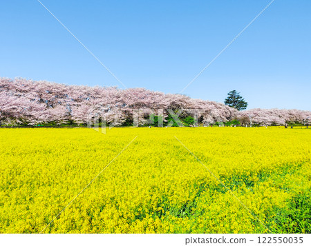 Gyodo神社 122550035