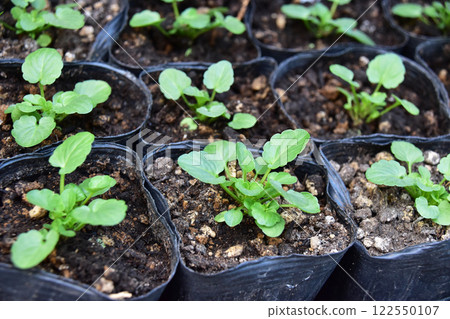 等待種植的盆栽三色紫羅蘭幼苗 122550107