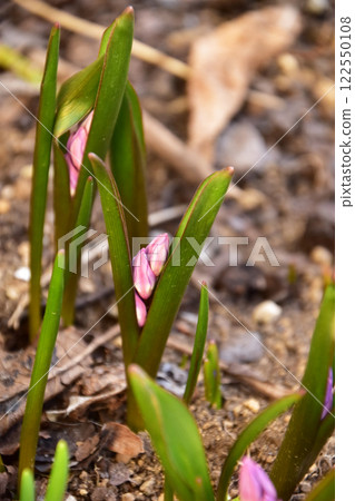 Pink Chionodoxa buds 122550108