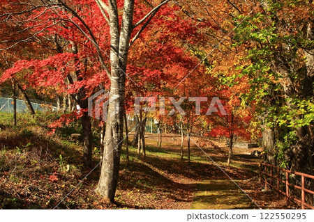 Autumn leaves of Kinsenkyo Gorge in Takinoe Town Autumn leaves of Kinsenkyo Gorge in Takinoe Town 122550295