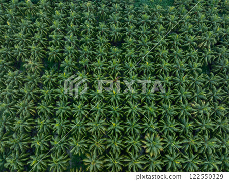 Aerial view of coconut trees field 122550329