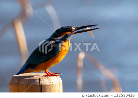 A kingfisher perches on the water's edge of the landscaped pond (boat pond) at Kawagoe Aquatic Park in Ikebe, Kawagoe City, Saitama Prefecture, and holds a small fish for food. 122550426
