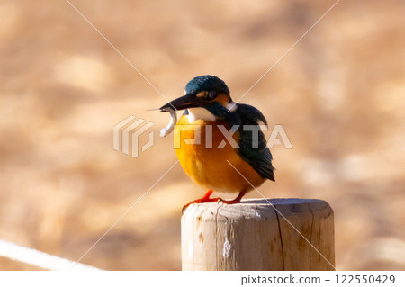 A kingfisher perches on the water's edge of the landscaped pond (boat pond) at Kawagoe Aquatic Park in Ikebe, Kawagoe City, Saitama Prefecture, and holds a small fish for food. 122550429