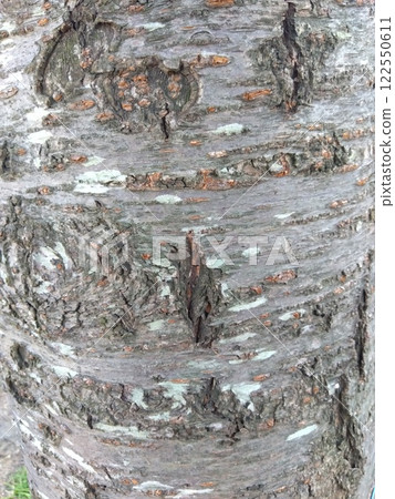 Winter cherry tree trunk (close-up) Winter cherry tree trunk (close-up) 122550611
