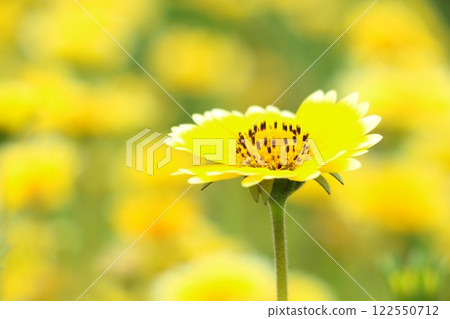 White daisy flowers in full bloom 122550712