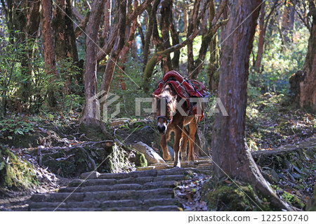 ponys are ready for carrying the goods. Small horse or ponys are still using to transporting materials in Ulleri,Nepal ponys are ready for carrying the goods. Small horse or ponys are still using to transporting materials in Ulleri,Nepal 122550740