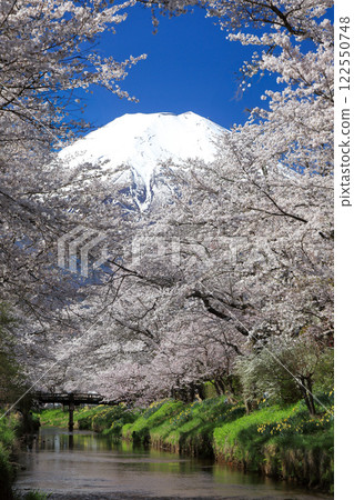 Oshino Hakkai Trail: Cherry blossoms in full bloom along the Shinnasho River and Mt. Fuji Oshino Hakkai Trail: Cherry blossoms in full bloom along the Shinnasho River and Mt. Fuji 122550748