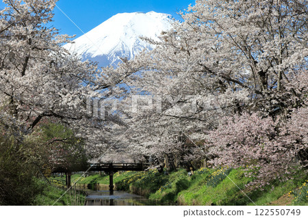 Oshino Hakkai Trail: Cherry blossoms in full bloom along the Shinnasho River and Mt. Fuji 122550749