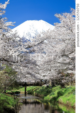 忍野八海路線：新奈莊川沿岸的櫻花盛開，富士山也美不勝收 122550750