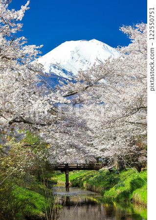 忍野八海路線：新奈莊川沿岸的櫻花盛開，富士山也美不勝收 122550751