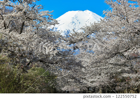 Oshino Hakkai Trail: Cherry blossoms in full bloom along the Shinnasho River and Mt. Fuji Oshino Hakkai Trail: Cherry blossoms in full bloom along the Shinnasho River and Mt. Fuji 122550752