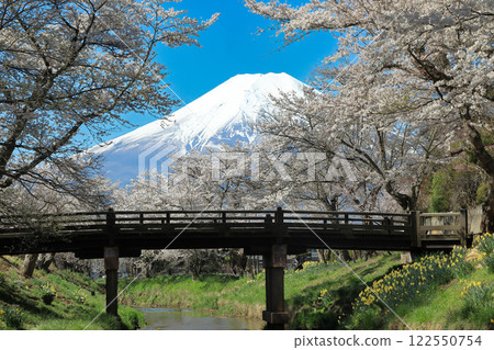 Oshino Hakkai Trail: Cherry blossoms in full bloom along the Shinnasho River and Mt. Fuji Oshino Hakkai Trail: Cherry blossoms in full bloom along the Shinnasho River and Mt. Fuji 122550754