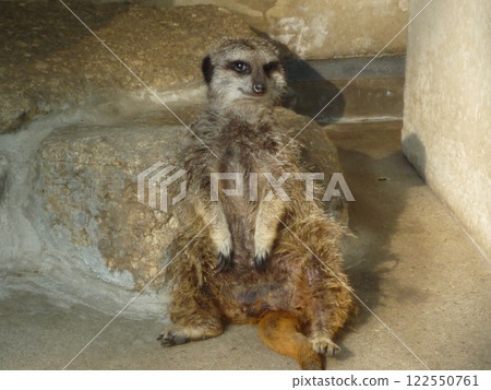 Meerkat looking at me 122550761