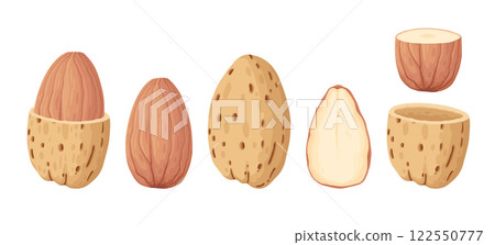 Cartoon almonds. Delicious tasty almond snack, raw almonds in shell flat vector illustration. Crunchy almond nuts on white background Cartoon almonds. Delicious tasty almond snack, raw almonds in shell flat vector illustration. Crunchy almond nuts on white background 122550777