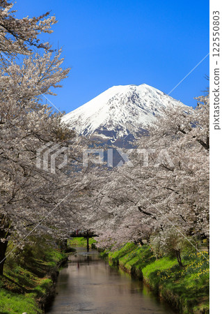 Oshino Hakkai Trail: Cherry blossoms in full bloom along the Shinnasho River and Mt. Fuji 122550803