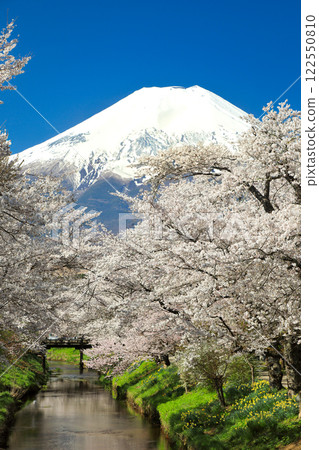 Oshino Hakkai Trail: Cherry blossoms in full bloom along the Shinnasho River and Mt. Fuji Oshino Hakkai Trail: Cherry blossoms in full bloom along the Shinnasho River and Mt. Fuji 122550810