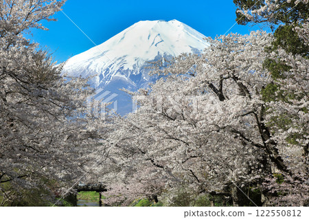 忍野八海路線：新奈莊川沿岸的櫻花盛開，富士山也美不勝收 122550812