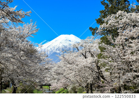 Oshino Hakkai Trail: Cherry blossoms in full bloom along the Shinnasho River and Mt. Fuji 122550833