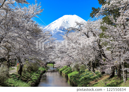 Oshino Hakkai Trail: Cherry blossoms in full bloom along the Shinnasho River and Mt. Fuji 122550834