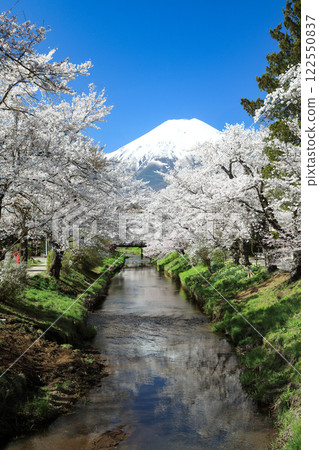 忍野八海路線：新奈莊川沿岸的櫻花盛開，富士山也美不勝收 122550837